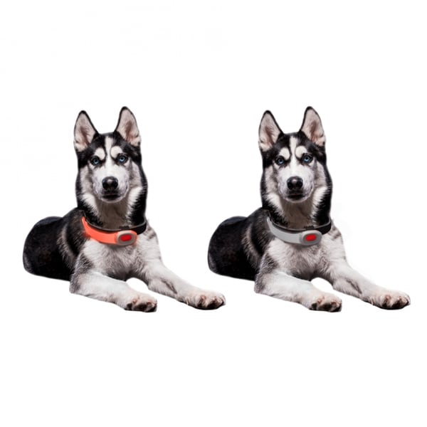 LED-ljus för hundhalsband Mini